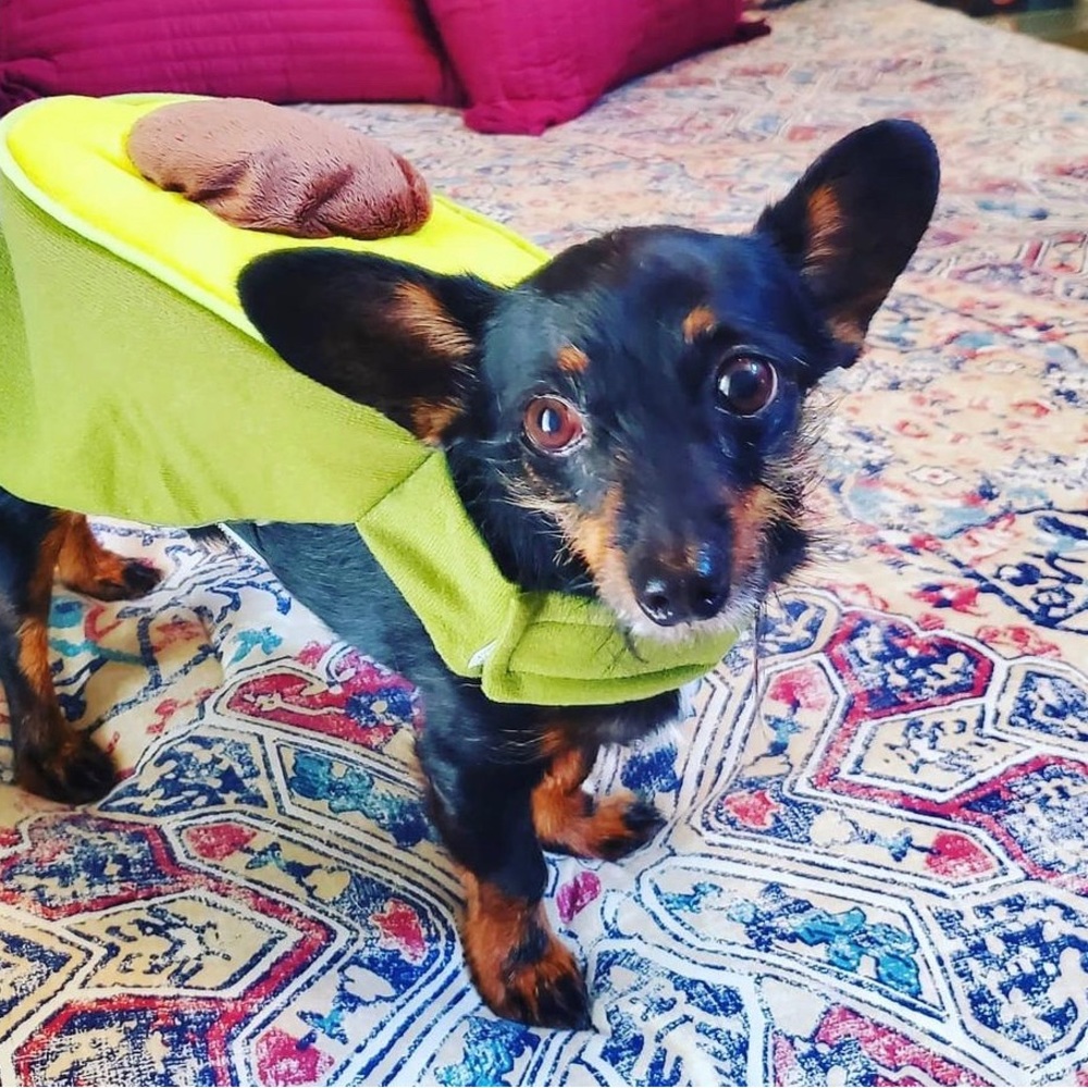Dog Costume Avocado!